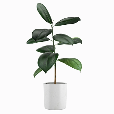 Rubber Tree Indoor Plant 21 3D model image 1 