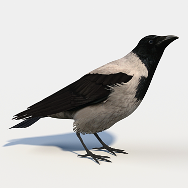 Hooded Crow Model: Feathered Majesty 3D model image 1 