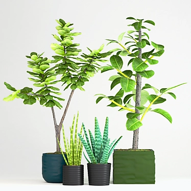 Indoor Plant Collection with Variety of Pots 3D model image 1 