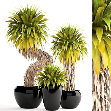 Tropical Yucca Elata Collection 3D model image 1 