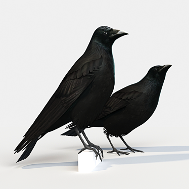 Carrion Crow Models - Urban Avian Replicas 3D model image 1 