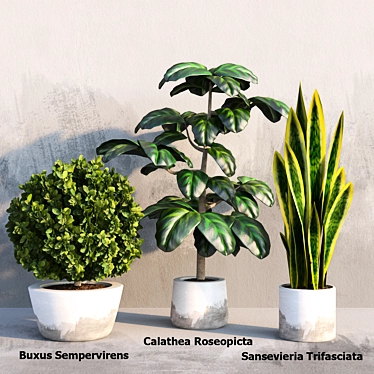 Exquisite Indoor Plant Trio 3D model image 1 