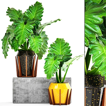 Exotic Tropical Philodendron: Decorative Indoor Plant 3D model image 1 