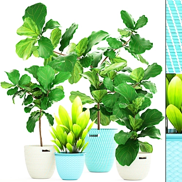 Tropical Ficus Lyrata: Stunning Potted Plant 3D model image 1 