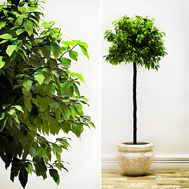 Indoor Jungle: PLANTS 2 3D model image 1 