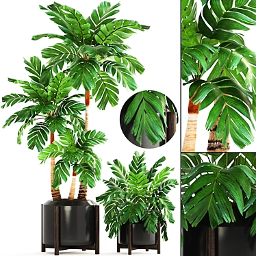 Elegant Chamaedorea: Perfect Palm for Your Interior 3D model image 1 