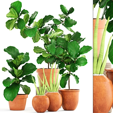 Exotic Plant Collection: Ficus Lyrata & Sansevieria 3D model image 1 