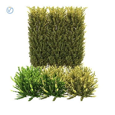 Realistic Ligustrum Ovalifolium Bush - 2 Variations 3D model image 1 