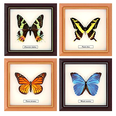 Tropical Butterfly Art Frame 3D model image 1 