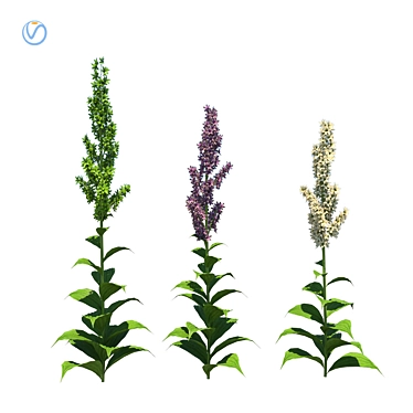 Elegant Veratrum Flowers for Stunning Landscapes 3D model image 1 