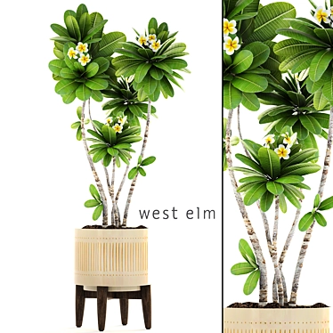 Elegant Blooming Plumeria in West Elm Pot 3D model image 1 