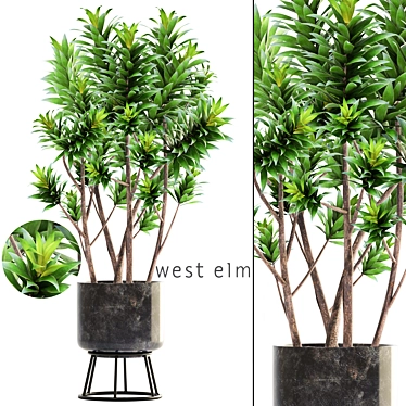 Reflexa Dracaena Plant in Stylish Pot 3D model image 1 