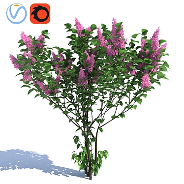 Lilac, 3 lilac bushes