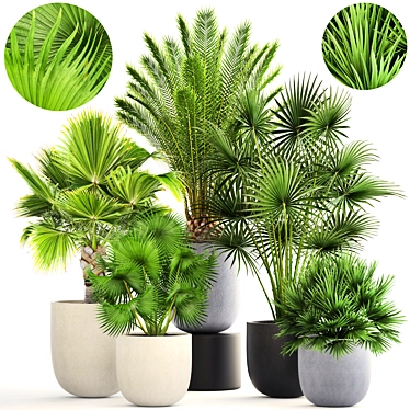 Exotic Palm Collection: Interior Pot Set 3D model image 1 