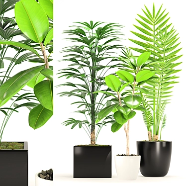 Green Oasis: Palm & Ficus Elastica Set 3D model image 1 