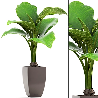 Exotic Alocasia: Large Root|Pot, Indoor Plant 3D model image 1 