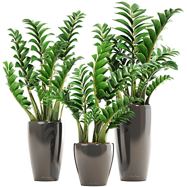 Zamioculcas Collection: Stunning Interior Plants 3D model image 1 