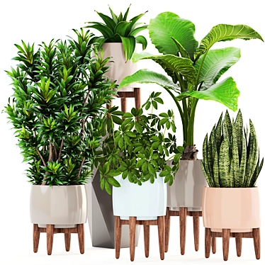 Indoor Plant Collection: Sansevieria, Schefflera, Dracaena, Agave 3D model image 1 