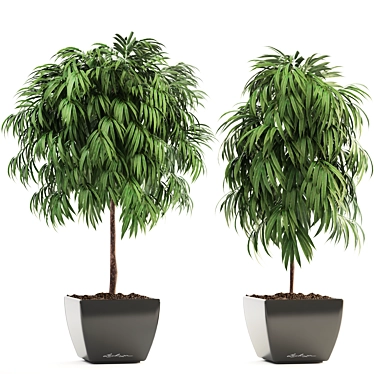 Evergreen Ficus Alii - Stunning Decorative Indoor Tree 3D model image 1 
