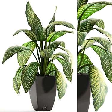 Dieffenbachia: Stylish Indoor Plant 3D model image 1 