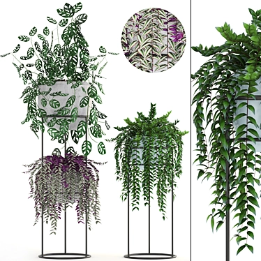 Indoor Hanging Plants & Monstera - Plant Collection 3D model image 1 