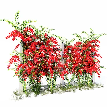 Colorful Climbing Bougainvillea Shrub 3D model image 1 