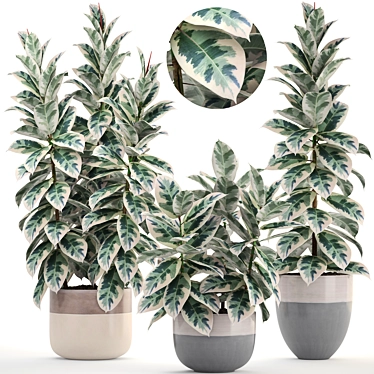 Scandinavian Style Ficus Collection 3D model image 1 