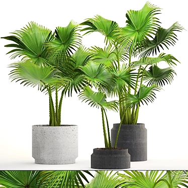 Interior Palm Collection 3D model image 1 