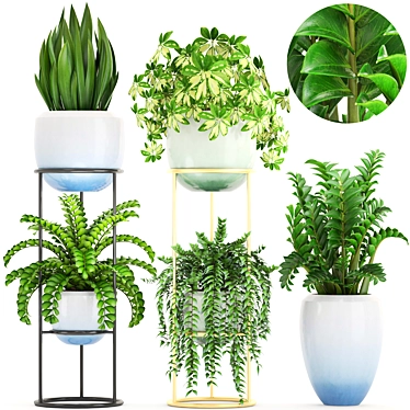 Indoor Plant Collection: Schefflera, Zamioculcas, Caladium 3D model image 1 