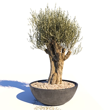 Ancient Olive Tree Sculpture 3D model image 1 