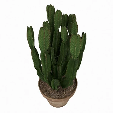 Scandi Euphorbia Cactus: Modern Interior & Exterior Accent 3D model image 1 