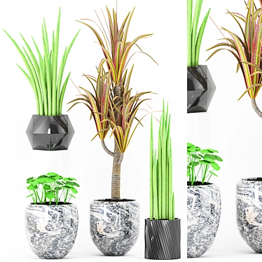 Exotic Pot Set with Rare Plant 3D model image 1 