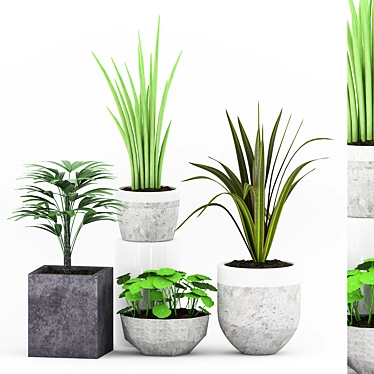 Elegant Plant Collection in Concrete Pot 3D model image 1 