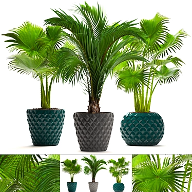 Tropical Palm Paradise Collection 3D model image 1 