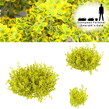 Euonymus Fortunei Bushes- Multiple Sizes 3D model image 1 