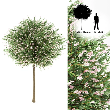 Willow Tree Model | Salix integra 'Hakuro Nishiki' 3D model image 1 