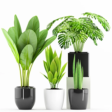 Green Oasis: Palm, Sansevieria, Banana Plant+Pot 3D model image 1 