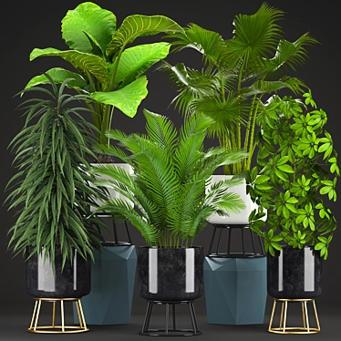 Exotic Plant Collection: Schefflera, Alocasia, Ficus, Areca Palm 3D model image 1 