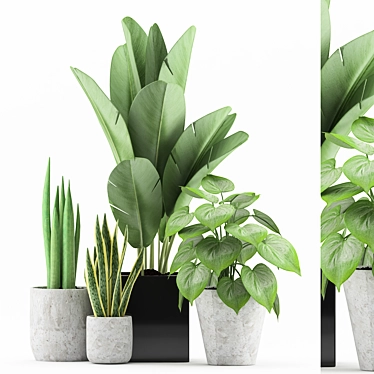 Tropical Plant Collection in Concrete Pot 3D model image 1 