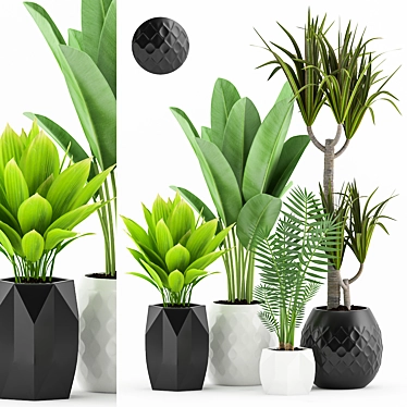 Tropical Plant Bundle: Palm, Dracaena, Marginata 3D model image 1 