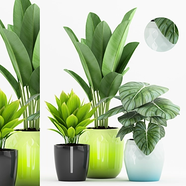 Tropical Paradise: Philodendron, Palm & Banana Plant 3D model image 1 