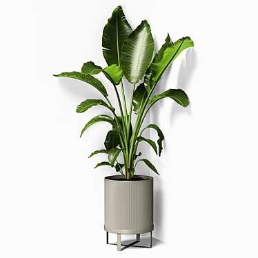 Tropical Paradise Strelitzia Plant 3D model image 1 