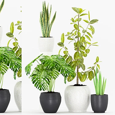 65-Plant Collection: Sansevieria, Cylindrical, Ficus & Monstera 3D model image 1 