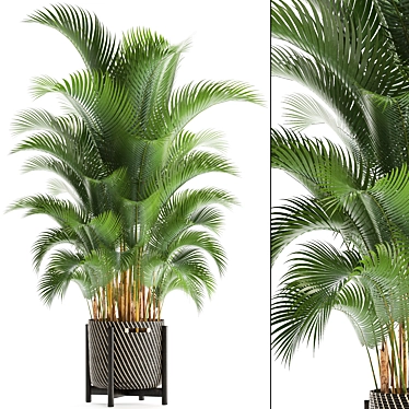 Tropical Kentia Palm: Stylish Indoor Plant 3D model image 1 