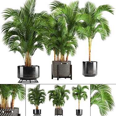 Tropical Oasis Collection: Howea forsteriana 3D model image 1 