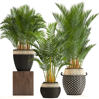 Tropical Palm Collection | Howea Forsteriana 3D model image 1 