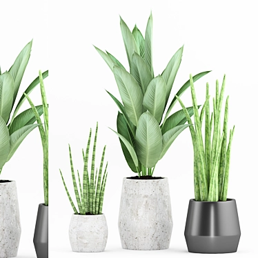 72 Plant Set: Strelitzia Reginae, Sansevieria Cylindrical 3D model image 1 