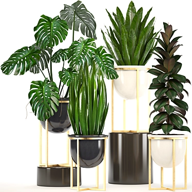 Exquisite Indoor Collection: Monstera, Ficus Robusta & More 3D model image 1 