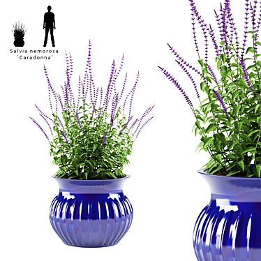 Oakgrass Salvia Flowers in Pot | Caradonna Variety 3D model image 1 