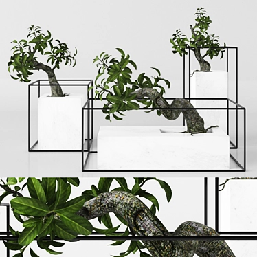 33 Bonsai Plants Tree 3D model image 1 